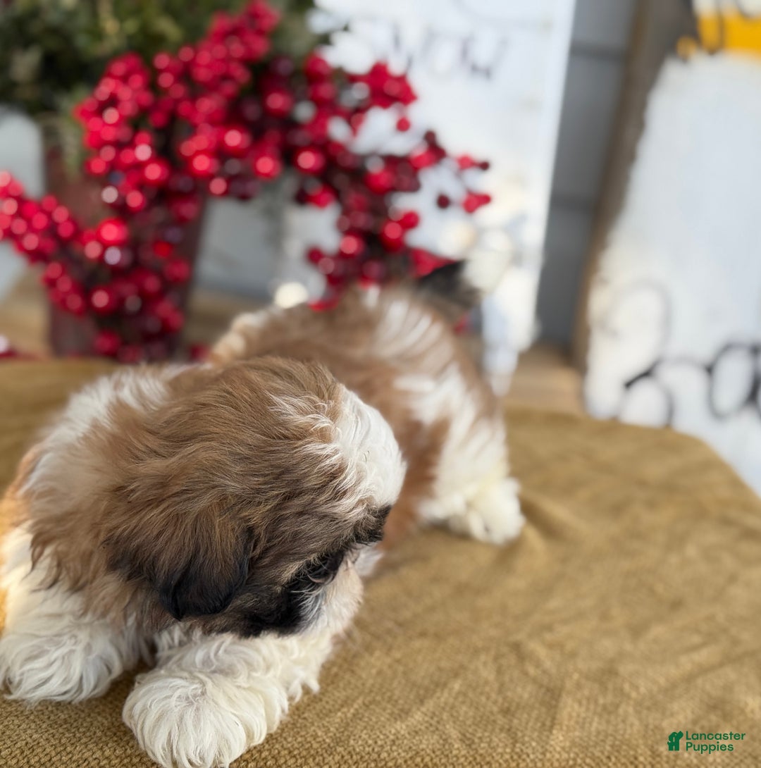 Shih Tzu dogs for sale: Patch - Ad 6