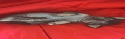 Chinese Crested dogs for sale: Biggs - Ad 3