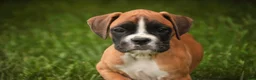 Boxer dogs for sale: Crew - Ad 3