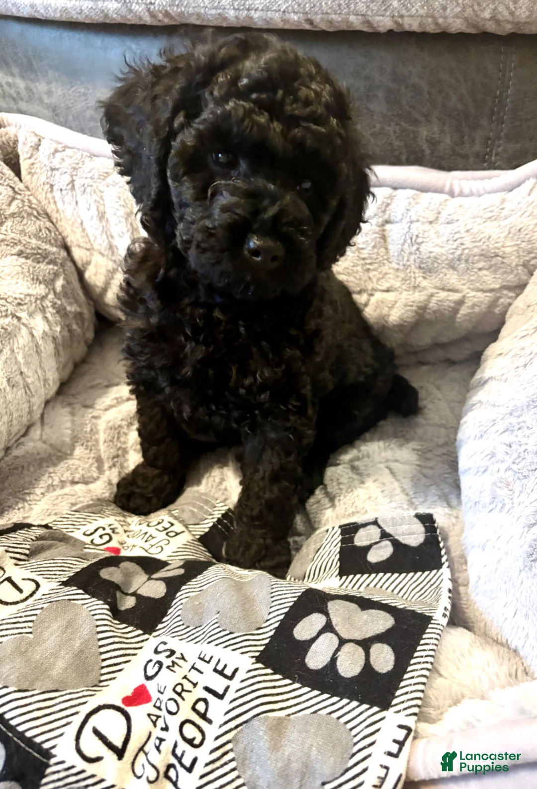 Miniature Poodle dogs for sale: Rex  - Ad 1