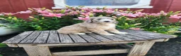 Bernedoodle dogs for sale: Chrissy - Ad 1