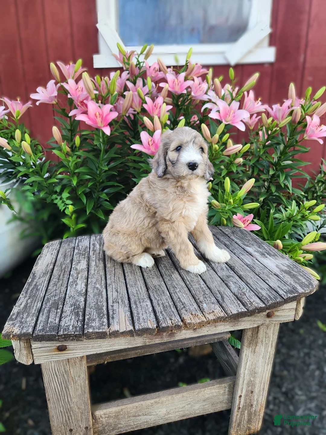 Bernedoodle dogs for sale: Chrissy - Ad 1