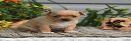 Chihuahua dogs for sale: Willow - Ad 2