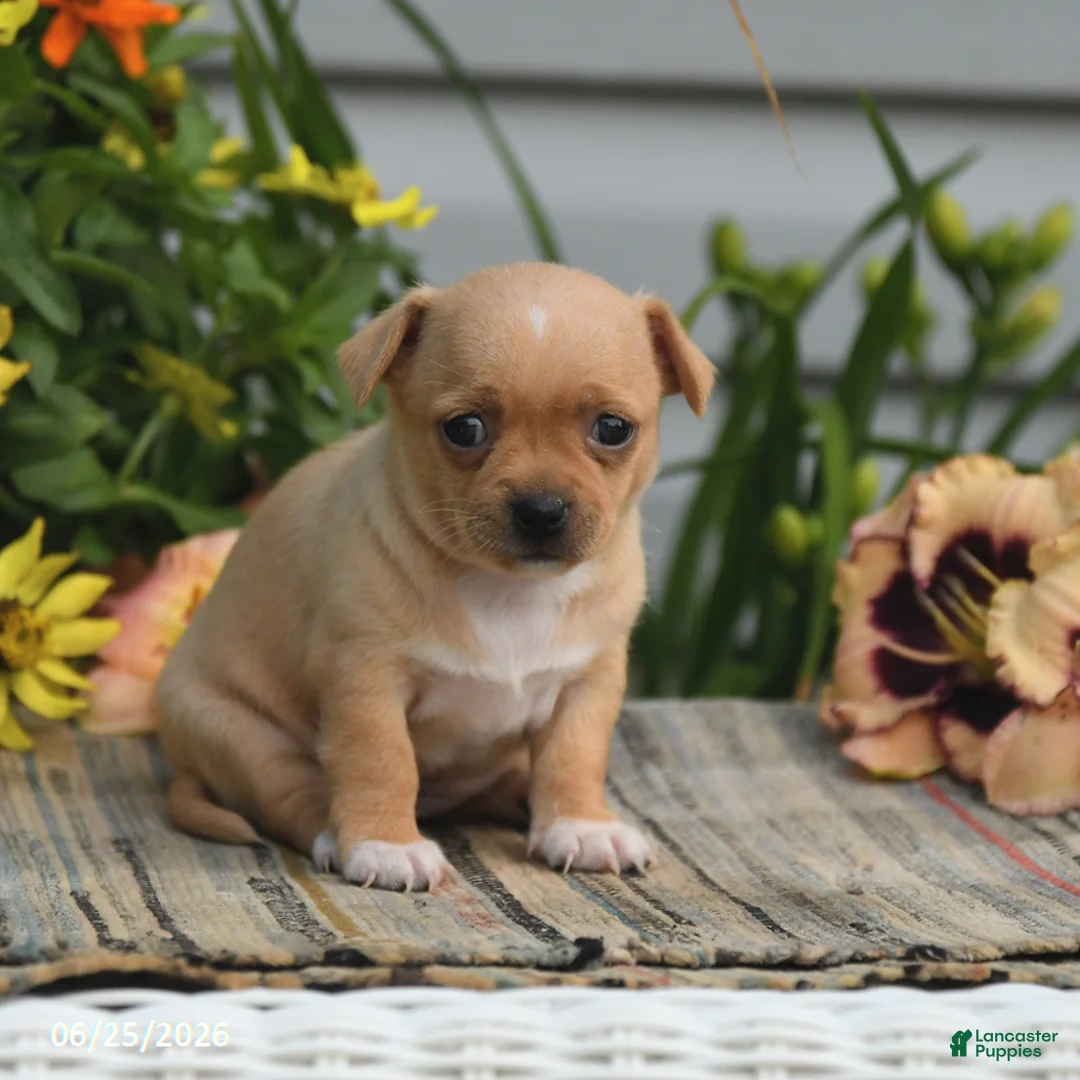 Chihuahua dogs for sale: Willow - Ad 2