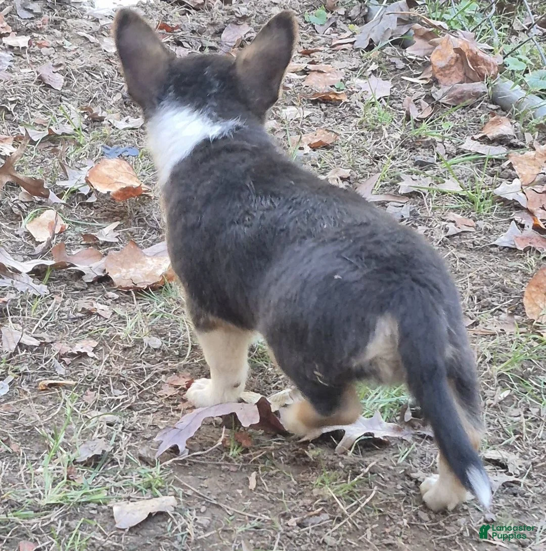 American Corgi dogs for sale: Remi  - Ad 2