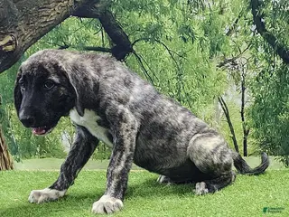 Anatolian Shepherd dogs Dusty 2026 Female 8 - Ad 2