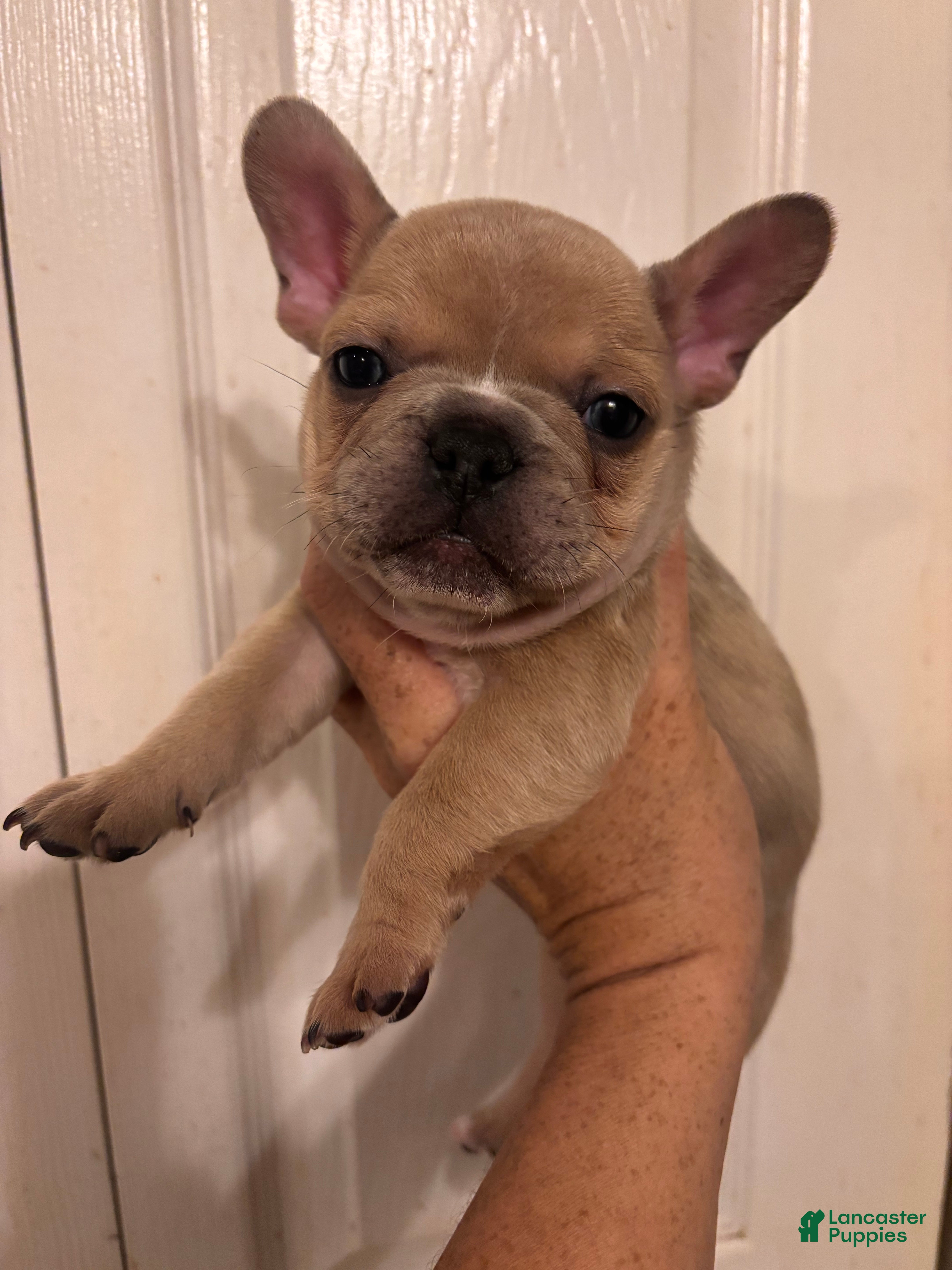 French Bulldog dogs Turbo - Ad 33