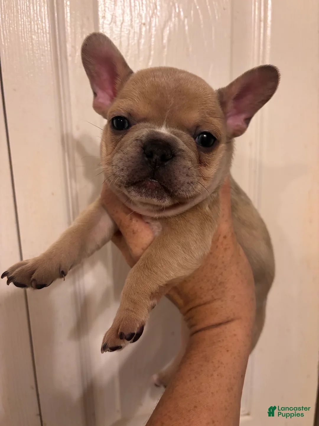 French Bulldog dogs for sale: Turbo - Ad 1