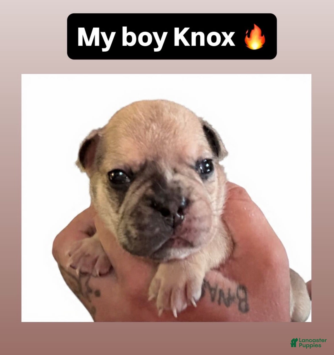French Bulldog dogs French Bulldog 3 - Ad 4