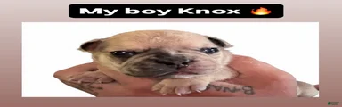 French Bulldog 3