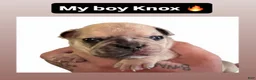 French Bulldog dogs for sale: French Bulldog 3 - Ad 1