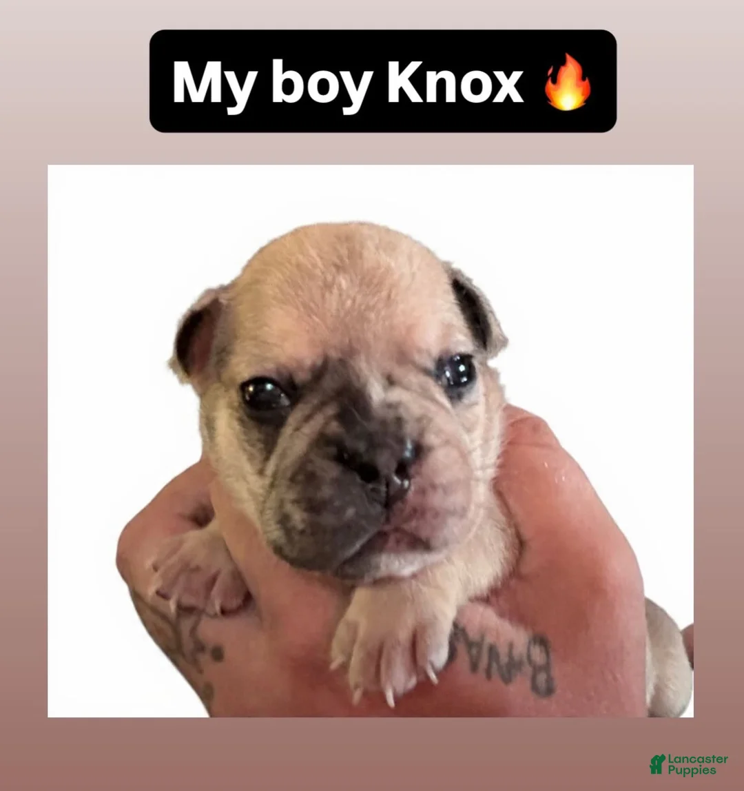 French Bulldog dogs for sale: French Bulldog 3 - Ad 1