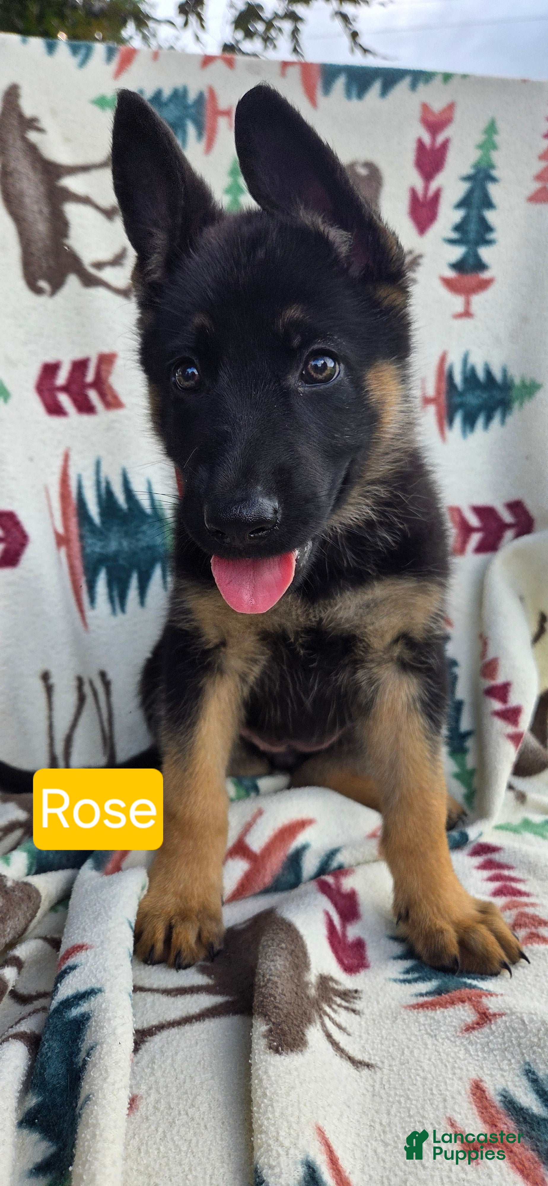 German Shepherd dogs for sale: Rose - Ad 4