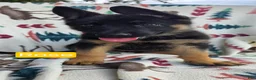 German Shepherd dogs for sale: Rose - Ad 1