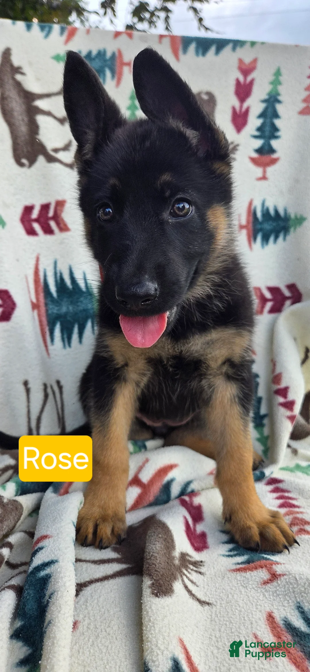 German Shepherd dogs for sale: Rose - Ad 1