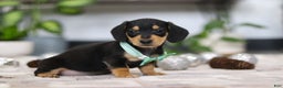 Miniature Dachshund dogs for sale: Blake - Ad 5