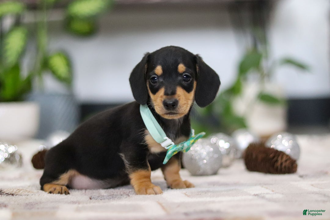 Miniature Dachshund dogs for sale: Blake - Ad 5