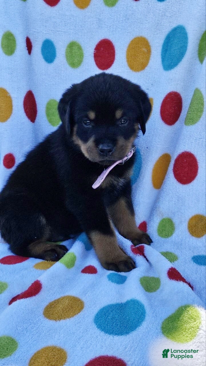 Rottweiler dogs Hunter - Ad 1