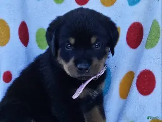 Rottweiler dogs for sale: Hunter - Ad 1