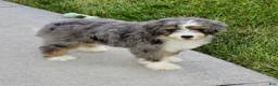 Mini Bernedoodle dogs for sale: Maxine - Ad 6