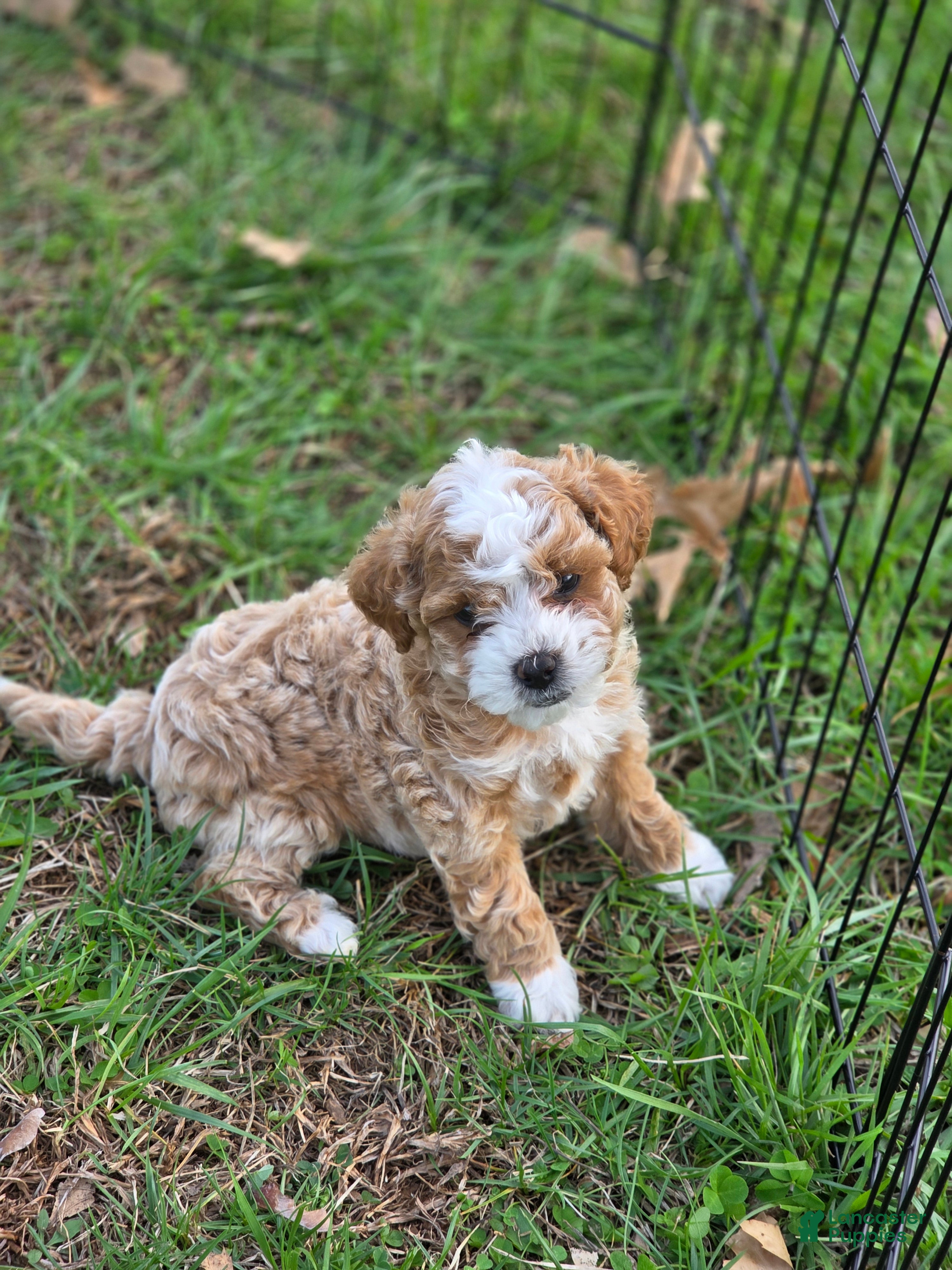 Bichpoo dogs Ace - Ad 2