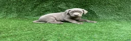 Labrador Retriever dogs for sale: Conner - Ad 4