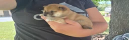 Shiba Inu dogs for sale: Betsy - Ad 14