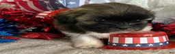 Shih Tzu dogs for sale: Zane - Ad 13