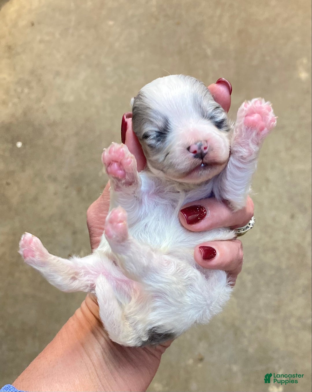Pomapoo dogs for sale: Pomapoo Puppy 1 - Ad 1