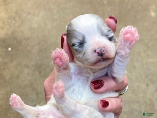 Pomapoo dogs Pomapoo Puppy 1 - Ad 10