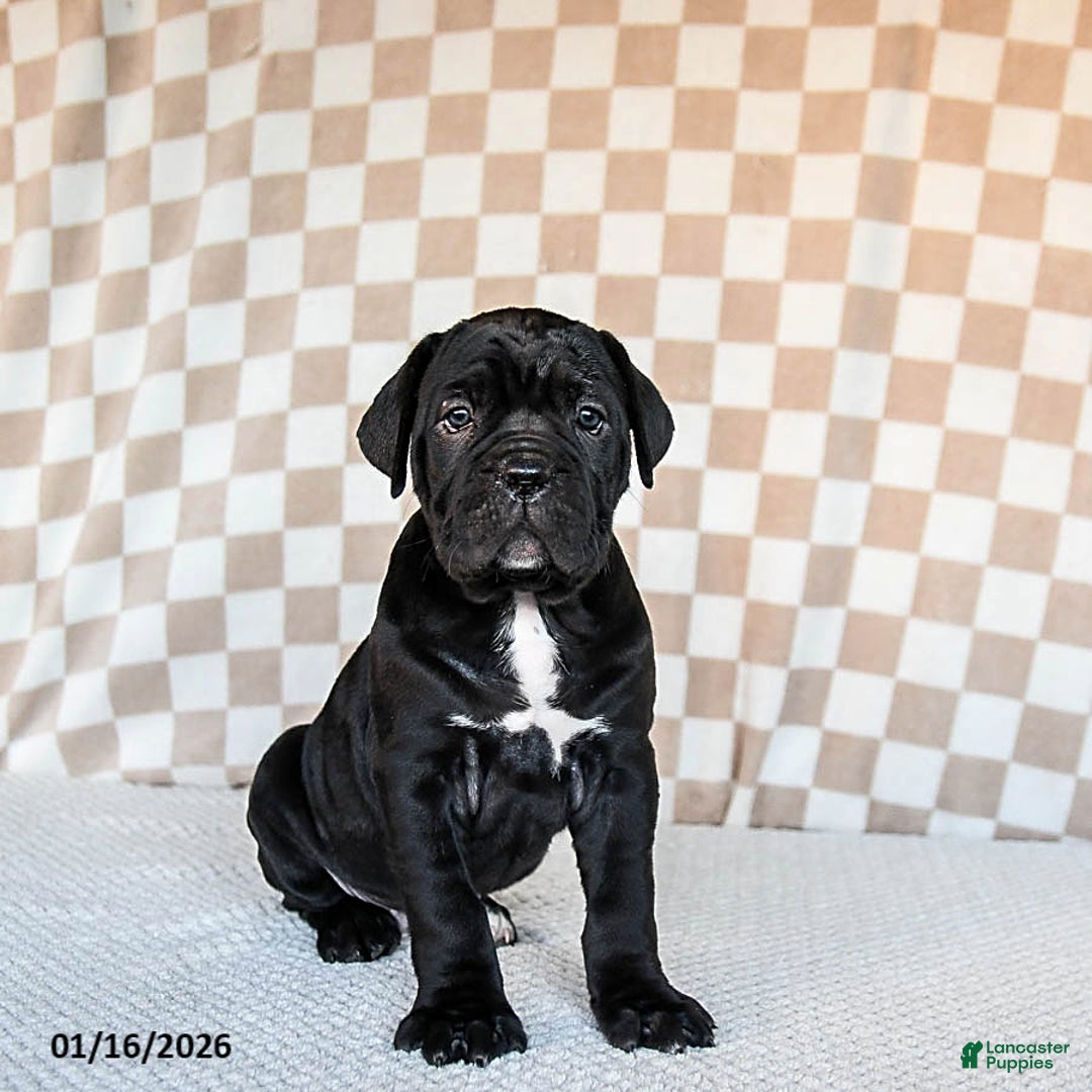 Cane Corso dogs for sale: Maggie - Ad 2