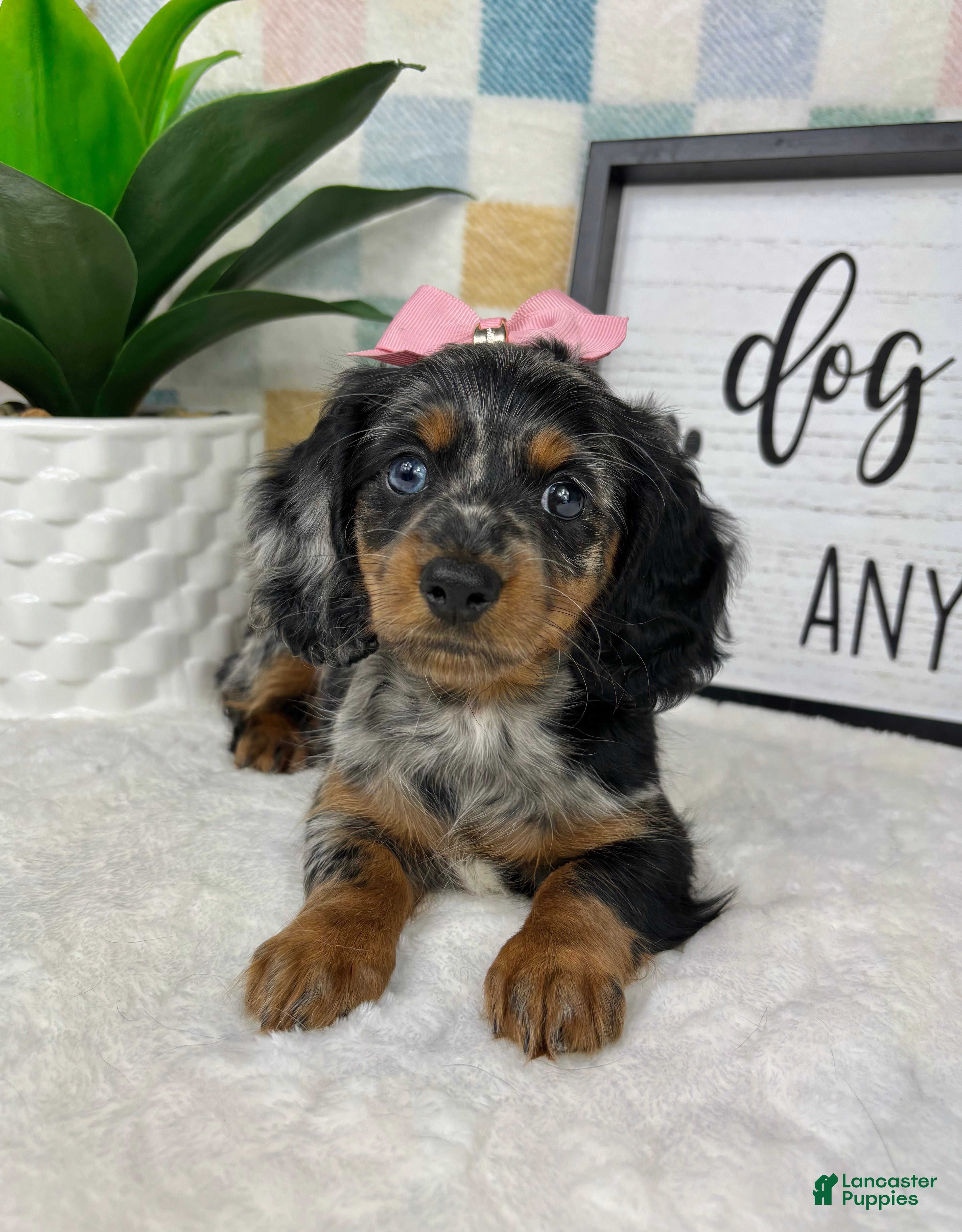 Miniature Dachshund dogs Delilah  - Ad 30