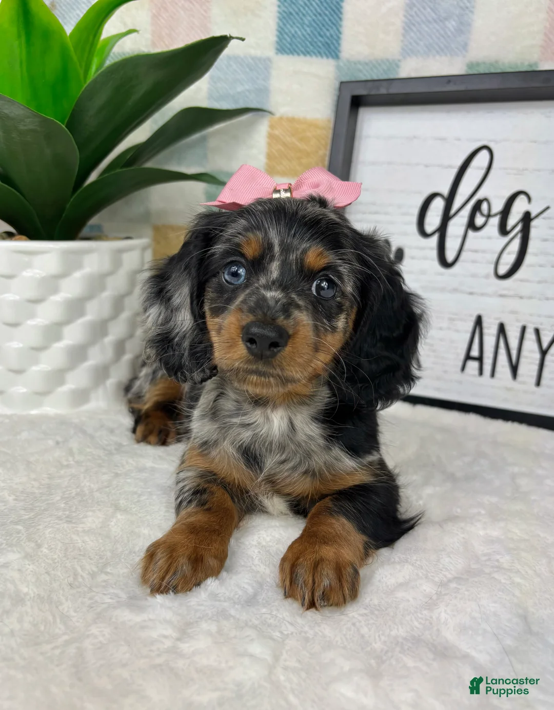 Miniature Dachshund dogs for sale: Delilah  - Ad 1