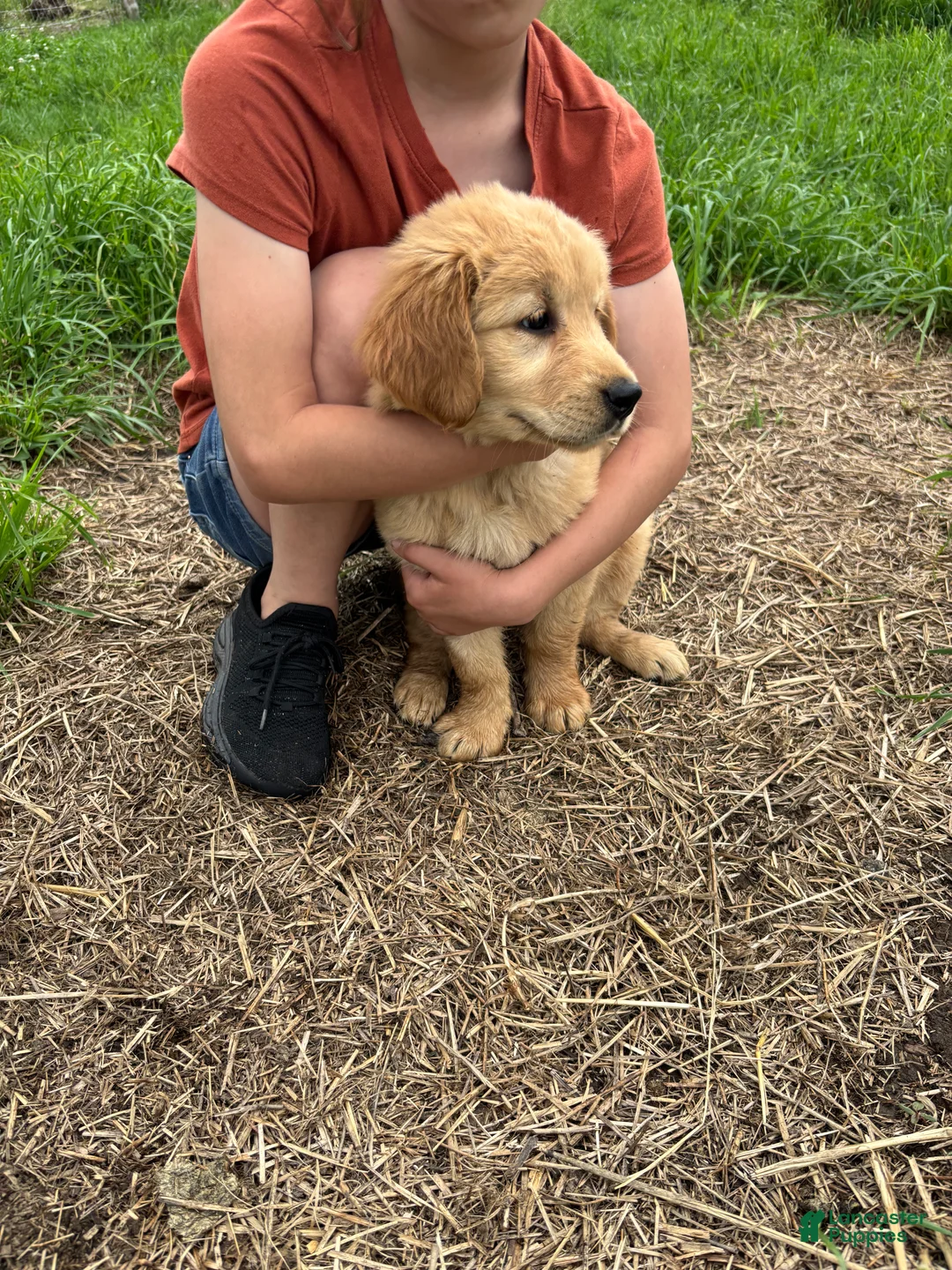 Golden Retriever dogs for sale: Bea - Ad 2