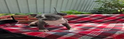 Boston Terrier dogs for sale: Candi - Ad 1