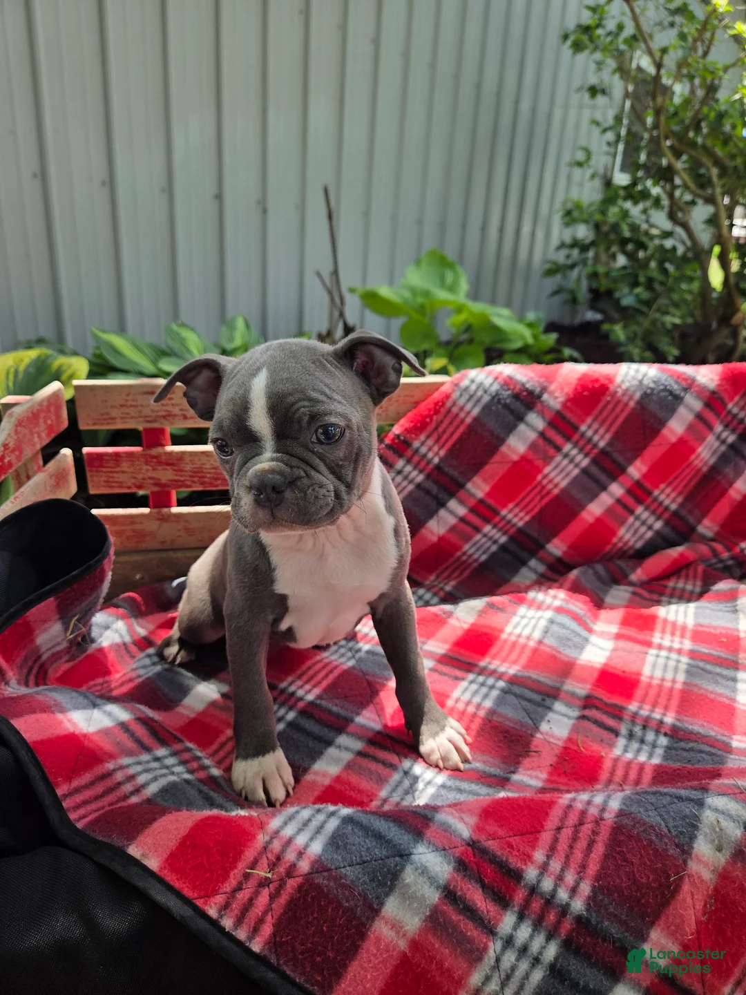 Boston Terrier dogs for sale: Candi - Ad 1