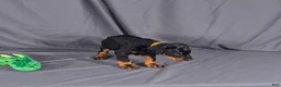 Doberman Pinscher dogs for sale: Charlie - Ad 3