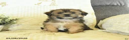 Shorkie dogs for sale: Kade  - Ad 4