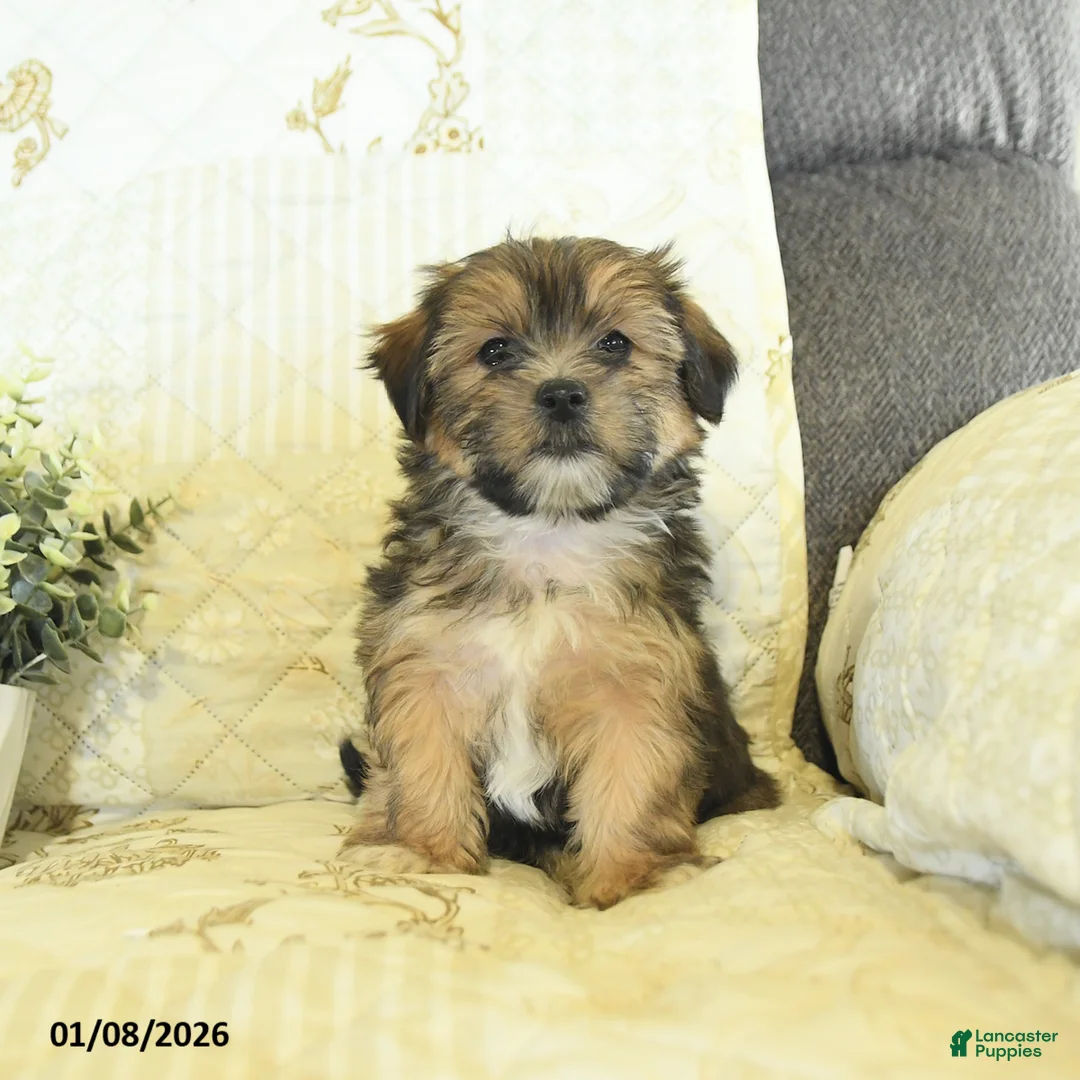 Shorkie dogs for sale: Kade  - Ad 4