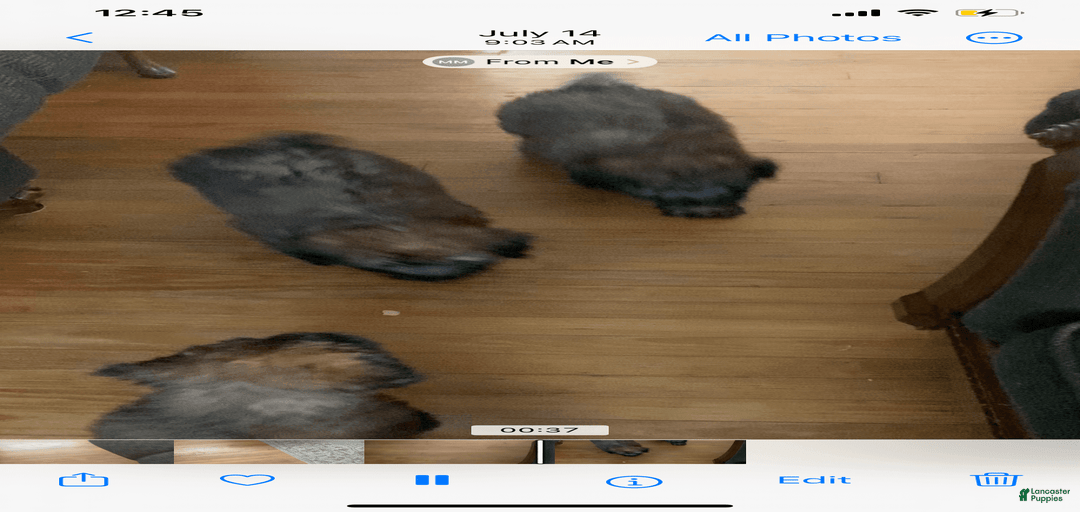 Gallery Image {{count}}