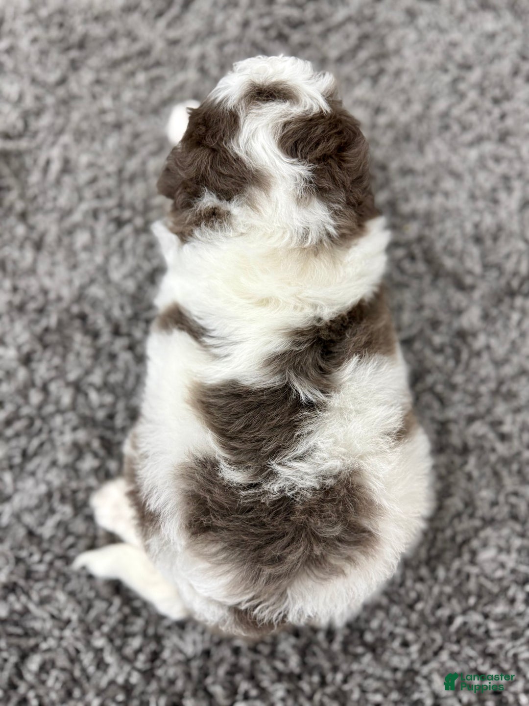 Mini Bernedoodle dogs for sale: Daisy - Ad 8