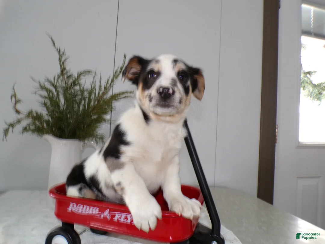 Mixed Breed dogs for sale: Mixed Breed Puppy 1 Oppy - Ad 2