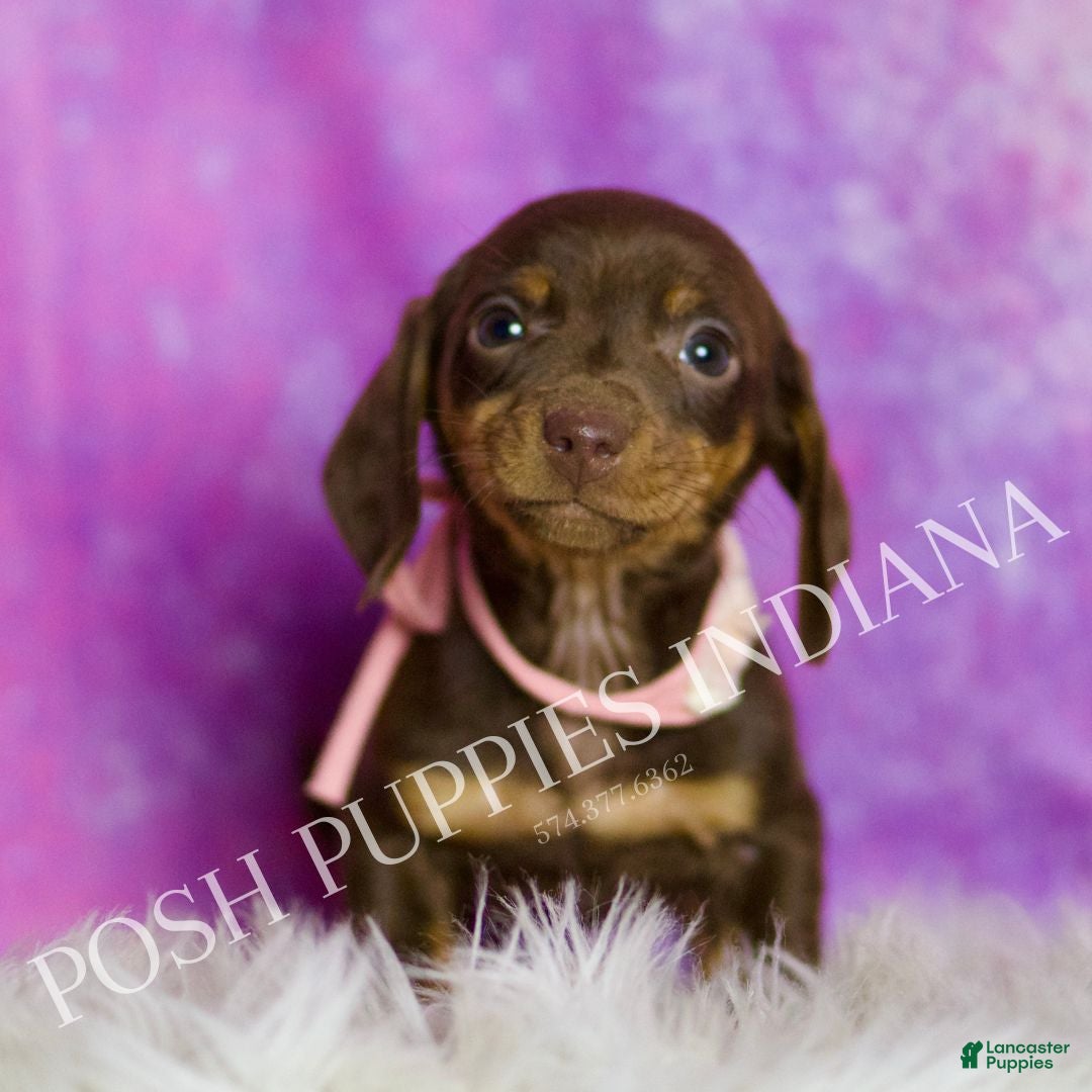 Miniature Dachshund dogs Amethest - Ad 1
