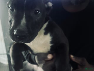 Mixed Breed dogs - Ad 16