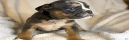 English Bulldog dogs for sale: Versace - Ad 74