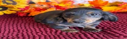 Miniature Dachshund dogs for sale: Radar - Ad 2