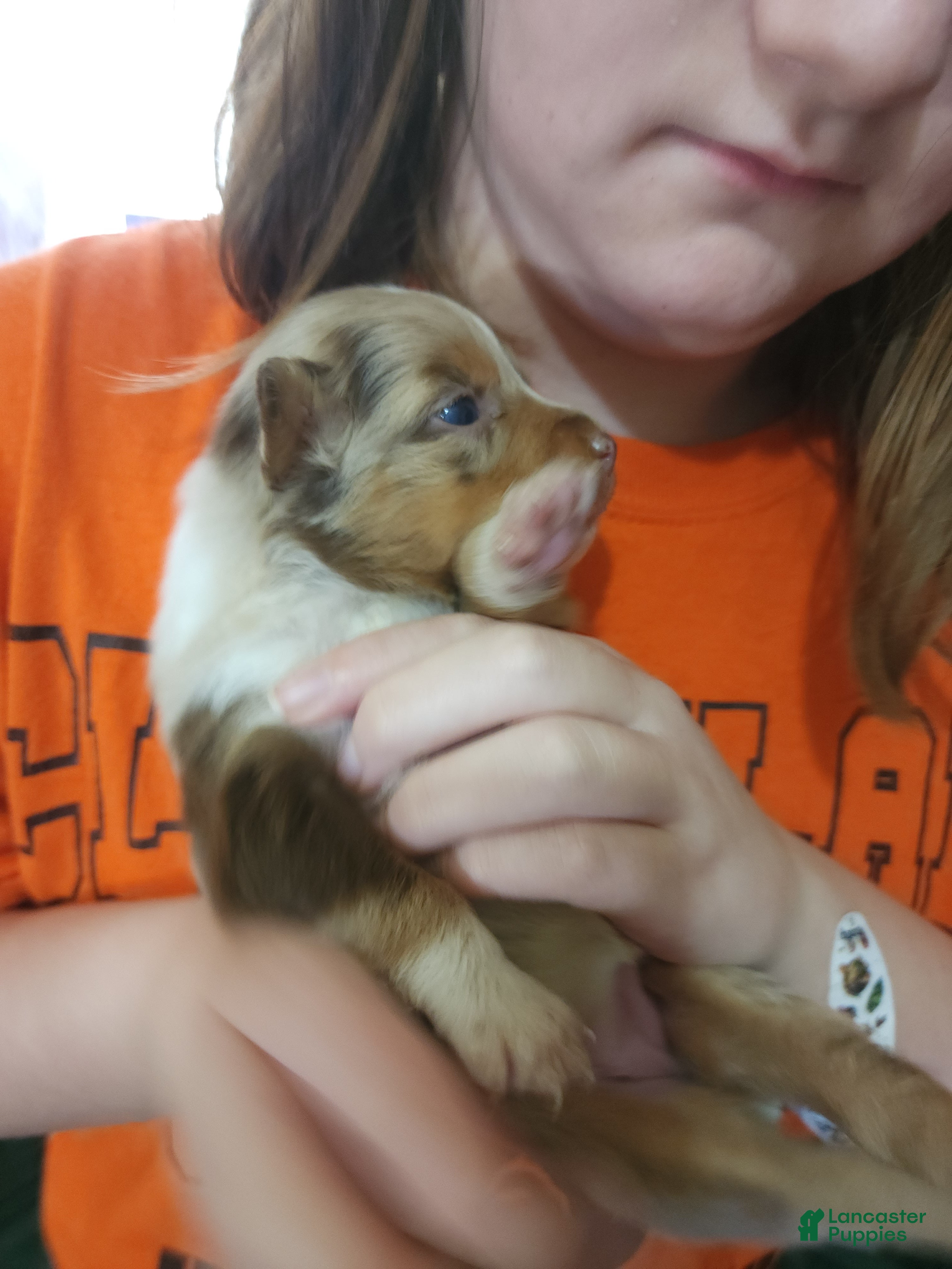 Australian Shepherd dogs Australian Shepherd Red Merle Female 2 - Ad 2