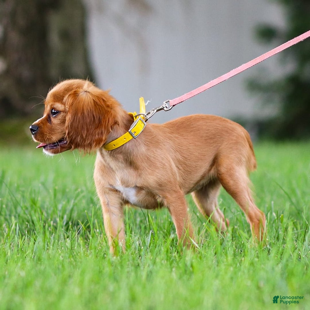 Cocker Spaniel Mix Golden Retriever And Cavalier King Charles