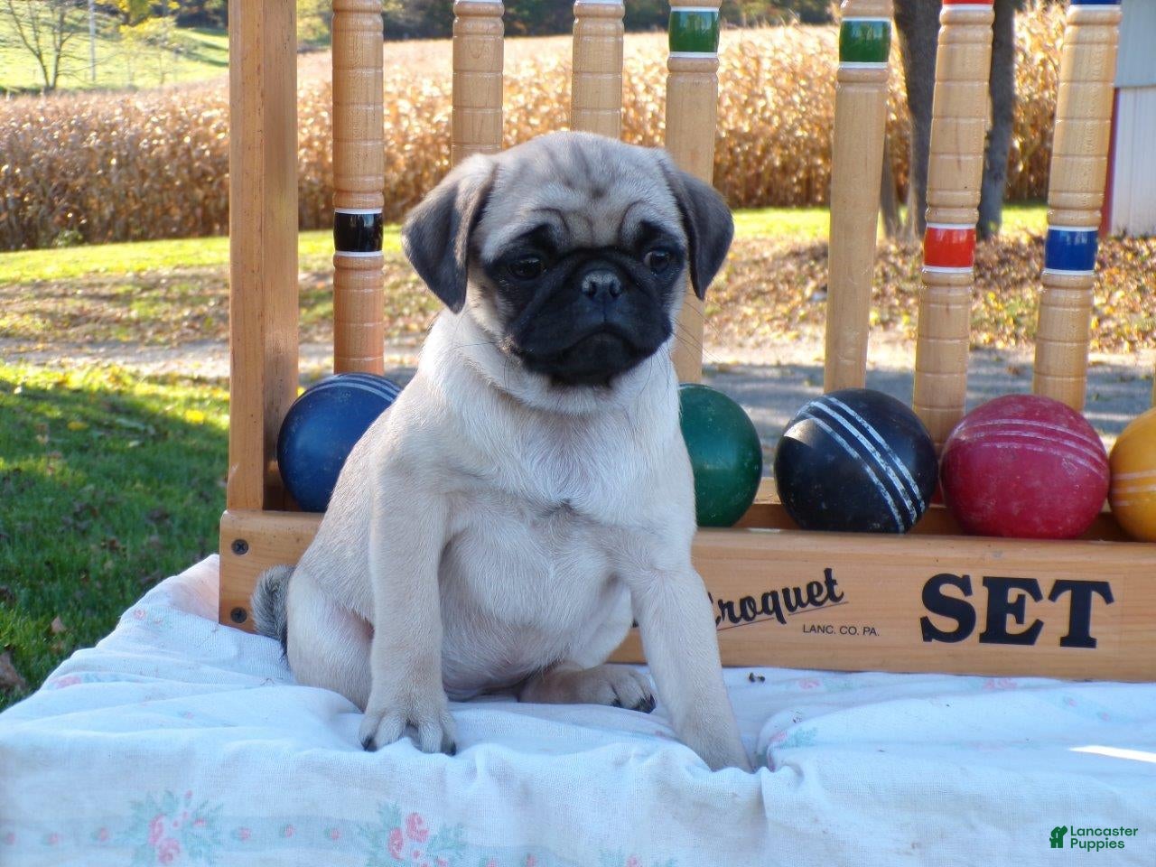 Pug dogs for sale: Spices - Ad 1