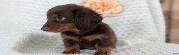 Miniature Dachshund dogs for sale: Zion - Ad 7